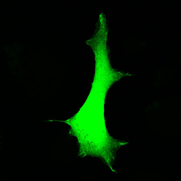 Fluorescent Human Cell