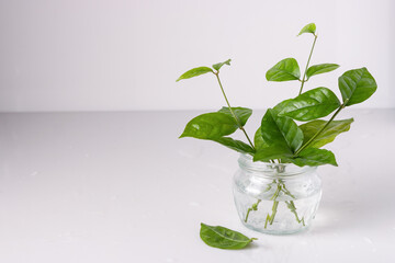 sprigs of jasmine stand in a jar of water, copy space