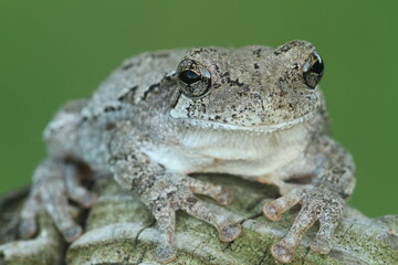 Gray treefrog (hyla versicolor) closeup