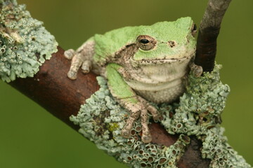 Gray treefrog (hyla versicolor) on branch with lichens