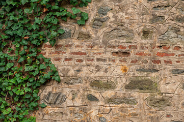 Grunge wall background with old weathered stones and ivy plants texture