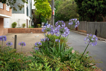 Agapanthus flowers also known as lily of the Nile, or African lily in Sydney.