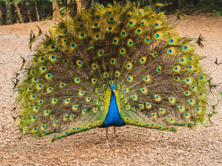 Obraz premium Peacock with Open Feathers