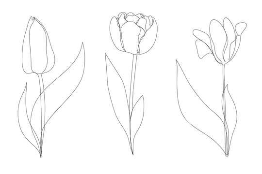 Set beautiful blossoming tulip flower in continuous line art drawing style. Minimalist black linear sketch isolated on white background. Vector illustration