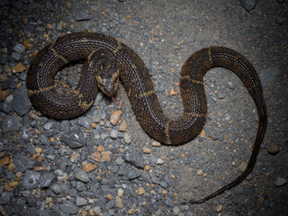 Broad-Banded Watersnake (Nerodia fasciata confluens)