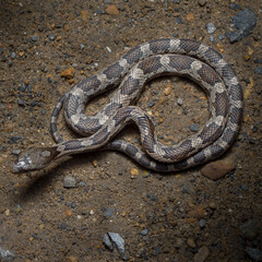Baby Texas rat snake (Pantherophis obsoletus lindheimeri)