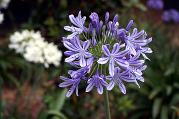 Agapanthus flower also known as lily of the Nile, or African lily in Sydney.