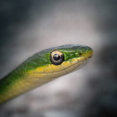 Rough green snake (Opheodrys aestivus)