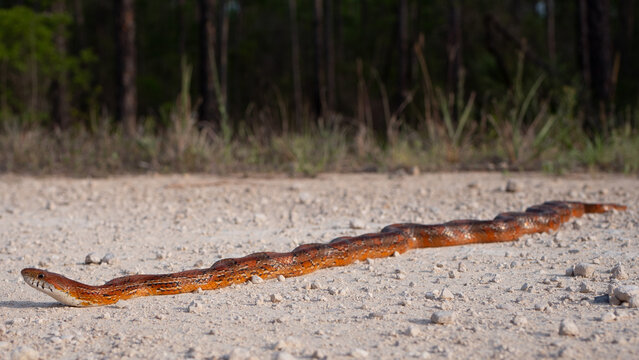 Corn snake (Pantherophis guttatus)