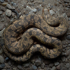 Diamondback Watersnake (Nerodia rhombifer)