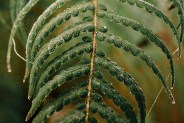 close up of frozen fern leaf