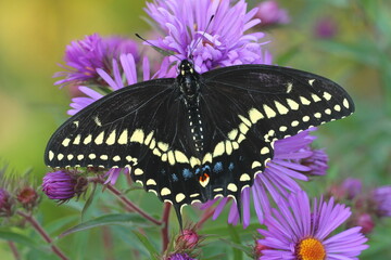 Eatern black swallowtail butterfly male (papilio polyxenes) on New England aster (Symphyotrichum...