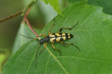 Closeup on a spotted longhorn beetke, Rutpela maculata sitting on a green leaf