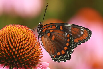 Red spotted purple butterfly (limenitis arthemis) on purple coneflower, echinacea