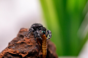A female bold jumping spider feeding on a mealworm.