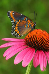 Red spotted purple butterfly (limenitis arthemis) on purple coneflower flower echinacea