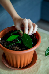 A small sprout of a green plant in the hands of a girl. Planting houseplants in a pot. The concept of a new life, opportunity and care.