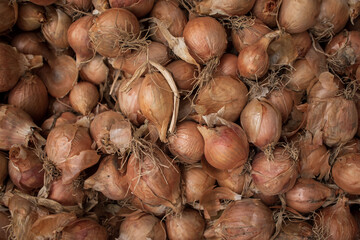 Photographie d'oignons chez un maraicher bio.