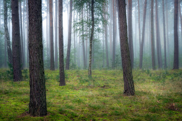 Misty morning in the forest