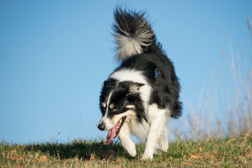 Border collie is running in the grass. He is so crazy dog on trip.