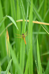 closeup the yellow dragonfly hold on paddy plant leaf soft focus natural green brown background.