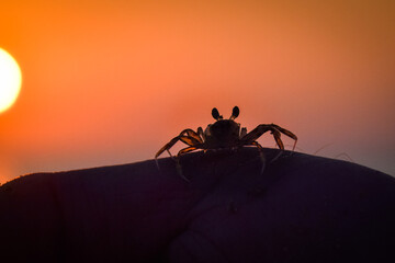 Vibrant sunset descending on the horizon with crab, sea in golden colors, small waves gently touching the sands