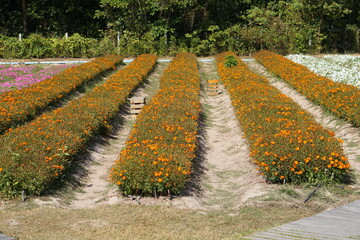 The background of the flower plantation for tourists to visit and take pictures.