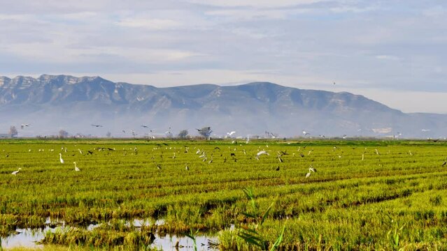 flying birds in the Ebro Delta Natural Park, catalonia
