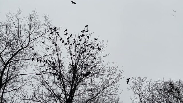 Flock of birds in the forest at winter.
