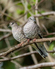 A couple of Scaled Dove also know as Rolinha feeding on the lawn. Species Columbina squammata. bird lover. Birdwatching. Birding. Animal world.