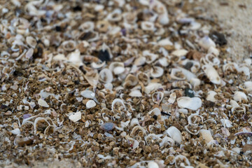 shells on the white sandy beach in the middle of nature