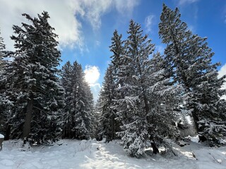 Picturesque canopies of alpine trees in a typical winter atmosphere after the winter snowfall over the Lake Walen or Lake Walenstadt (Walensee) and in the Swiss Alps, Amden - Switzerland / Schweiz