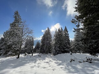 Picturesque canopies of alpine trees in a typical winter atmosphere after the winter snowfall over the Lake Walen or Lake Walenstadt (Walensee) and in the Swiss Alps, Amden - Switzerland / Schweiz