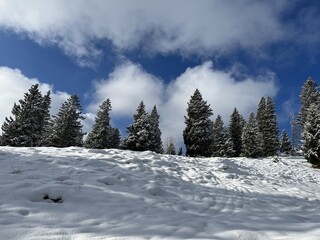 Picturesque canopies of alpine trees in a typical winter atmosphere after the winter snowfall over the Lake Walen or Lake Walenstadt (Walensee) and in the Swiss Alps, Amden - Switzerland / Schweiz