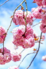 Pink cherry Sakura inflorescence blossom against the sky on a sunny day Close-up