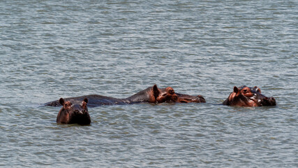 Hippos