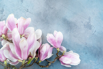 Spring magnolia flowers