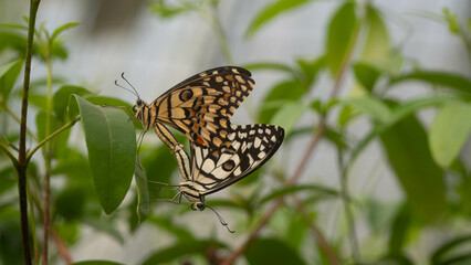 Butterfly mating