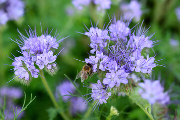 honey bee collecting nectar from purple flower of thyme on the meadow, macro