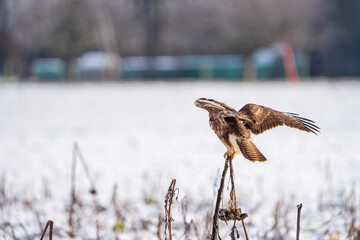 Mäusebussard im Winter 