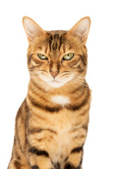 Angry, displeased Bengal cat on a white background.