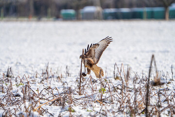 Mäusebussard im Winter 