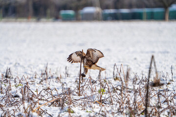 Mäusebussard im Winter 
