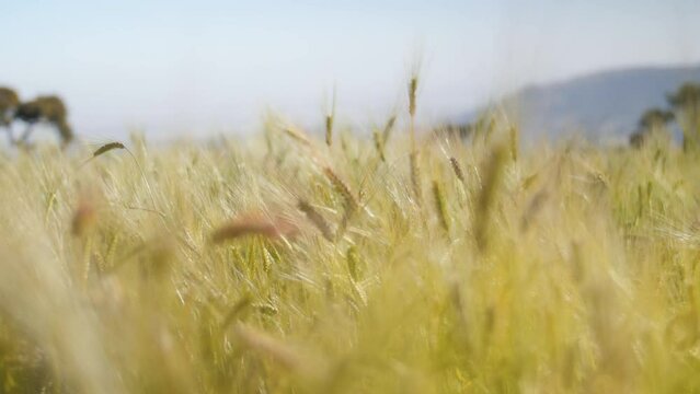 The wind blows on a field of golden wheat in the sun, in Ethiopia