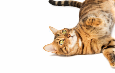 Bengal cat lies resting on a white background.