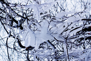 Tree branches covered with a large layer of ice close-up.