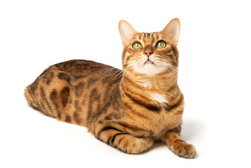 Fototapeta premium Bengal cat sitting in full growth on a white background.