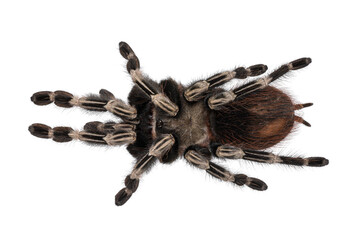 Top view of mature Brazilian red and white tarantula spider. Isolated cutout on transparent background.