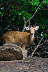Deer in the zoo