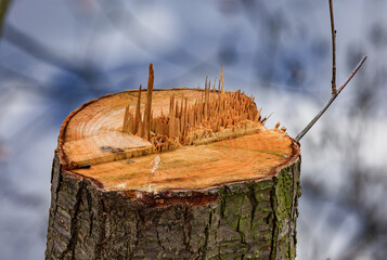 Sawed off tree stump with splinters strikingly exposed and with great depth of field